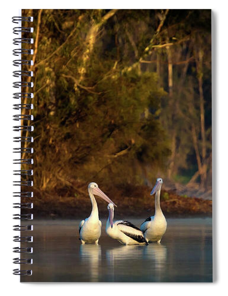 Pelican Spiral Notebook featuring the photograph Morning on the River by Diana Andersen