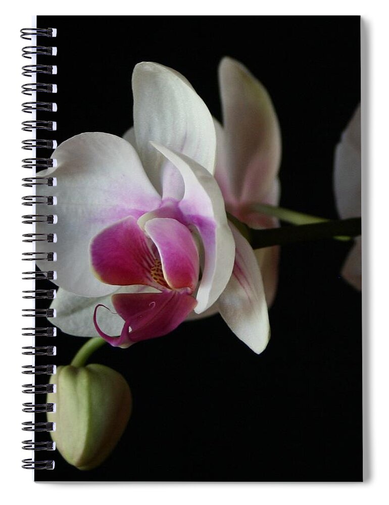 Moth Spiral Notebook featuring the photograph Moth Orchid 1 by Marna Edwards Flavell