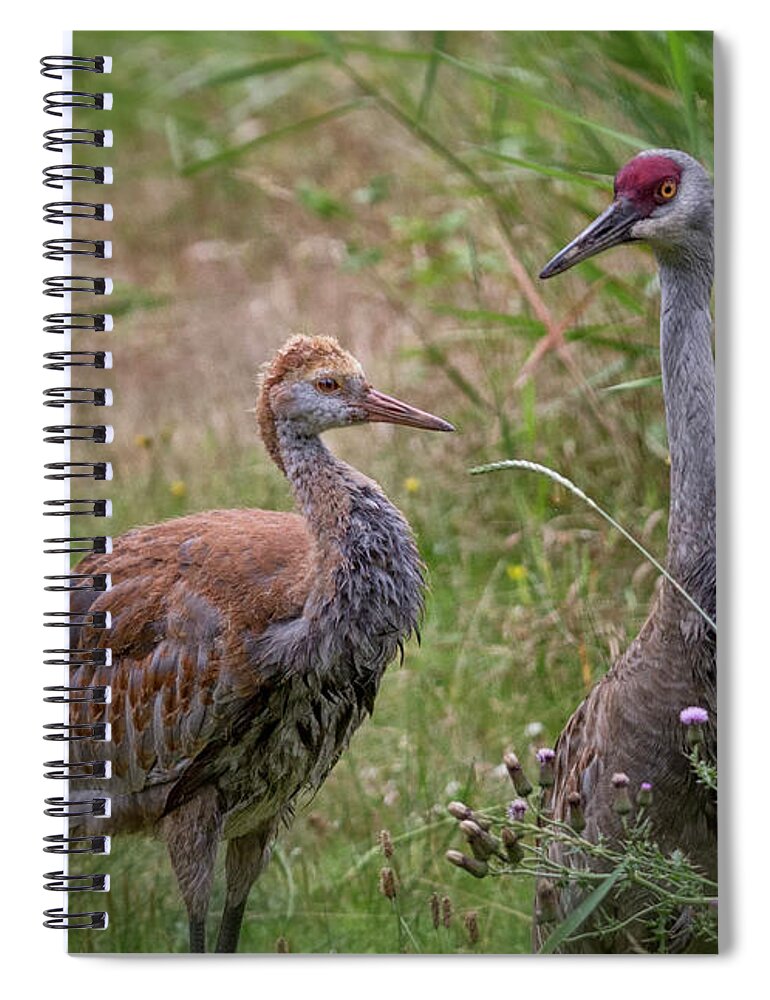 Sandhill Crane Spiral Notebook featuring the photograph Mother And Child by Randy Hall