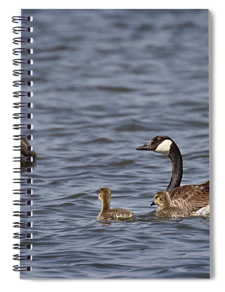 Canadian Geese Spiral Notebook featuring the photograph Mother Goose by Susan Rissi Tregoning