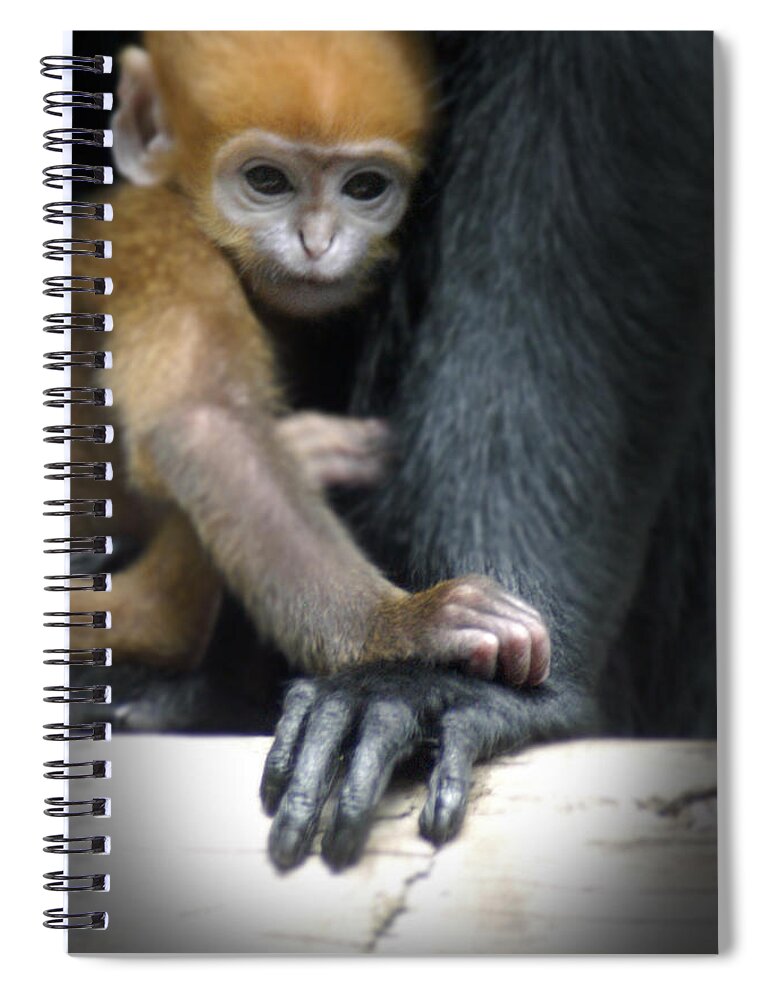 Baby Spiral Notebook featuring the photograph Motherhood - Primate by DArcy Evans