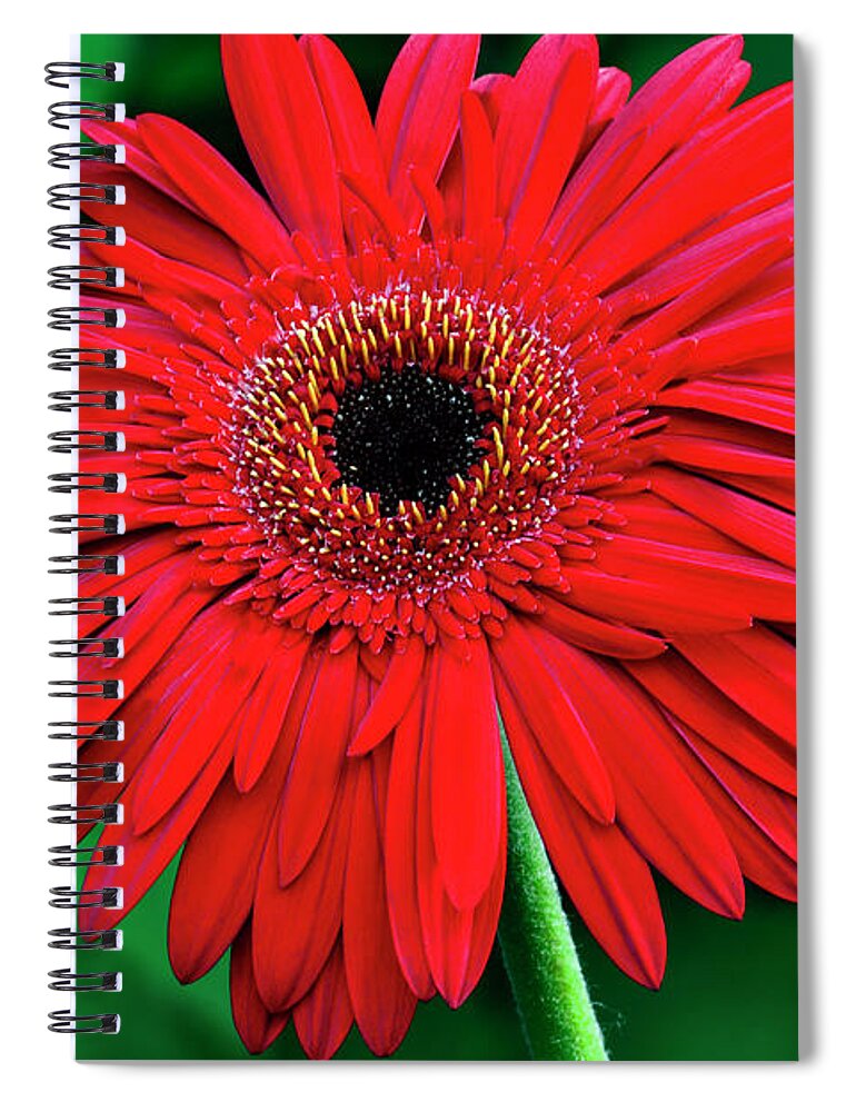 Gerbera Spiral Notebook featuring the photograph Mother's Day Gerbera Daisy by Brian Tada