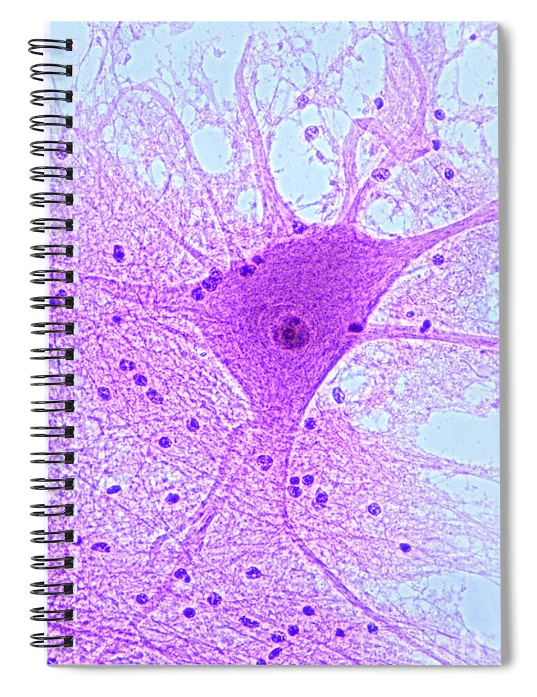 Histology Spiral Notebook featuring the photograph Motor Neuron From Spinal Cord by M I Walker