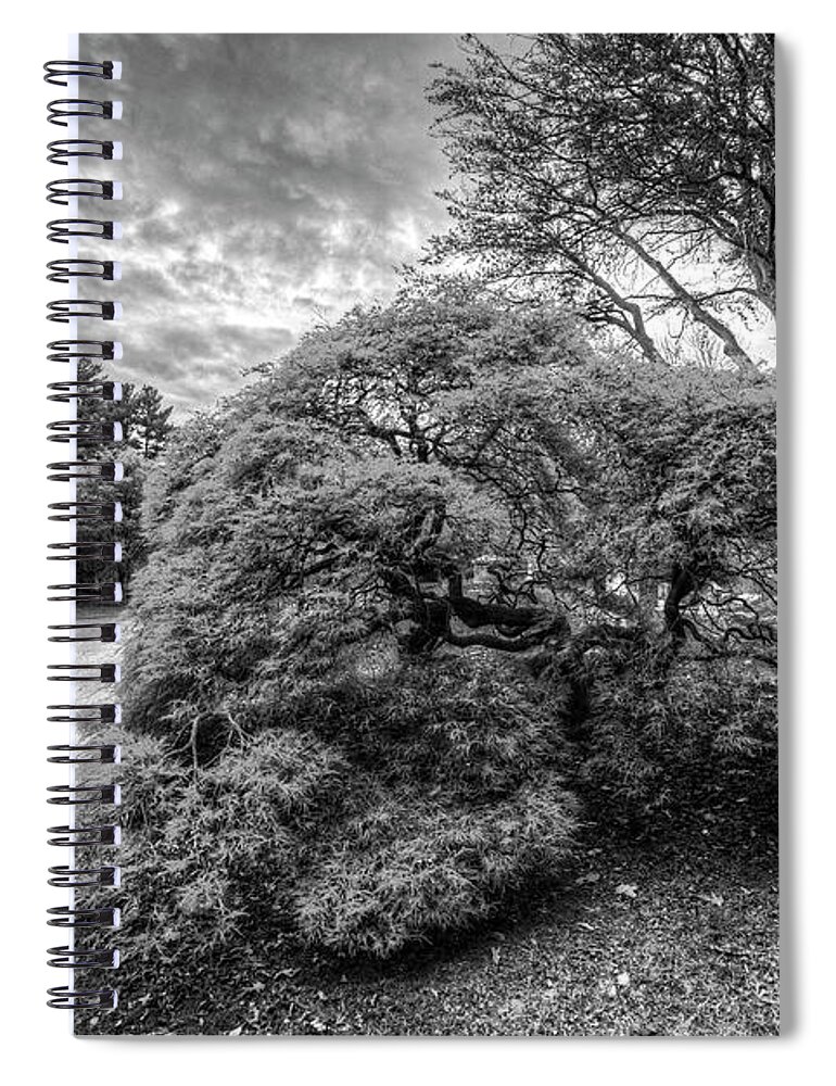 Mount Spiral Notebook featuring the photograph Mount Auburn Cemetery Beautiful Japanese Maple Tree Orange Autumn Black and White by Toby McGuire