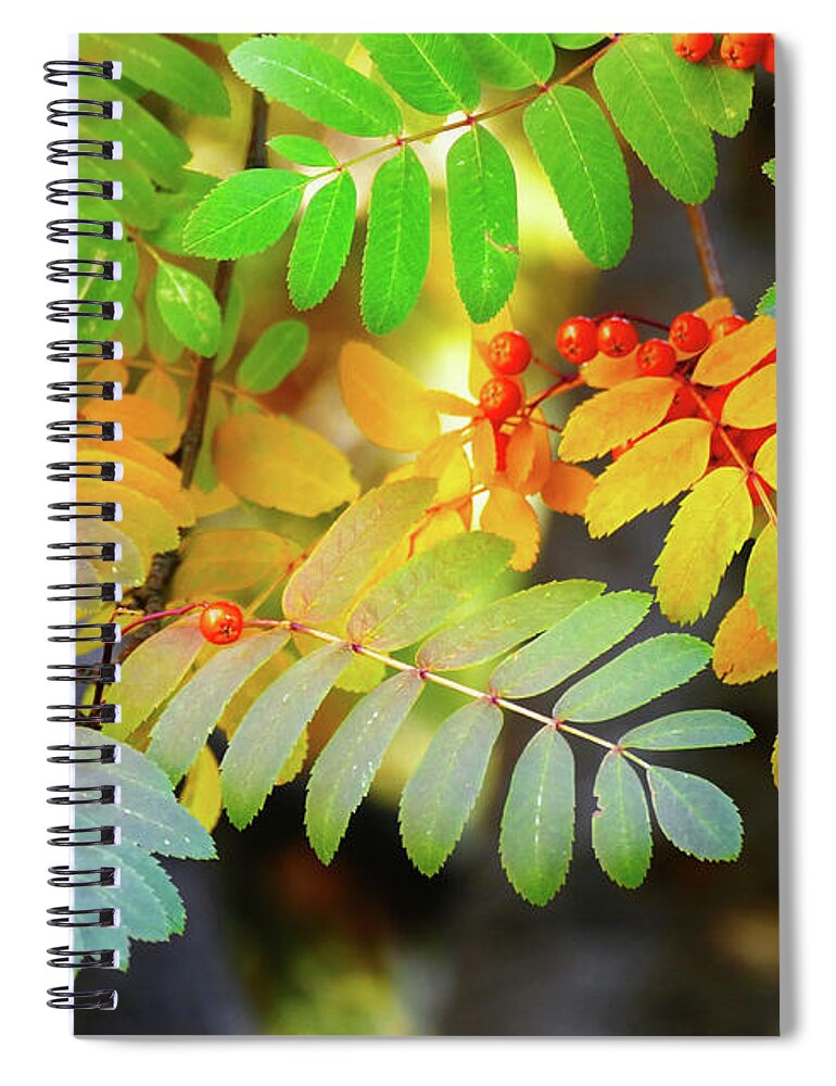 Sorbus Aucuparia Spiral Notebook featuring the photograph Mountain Ash Fall Color by Michele Penner