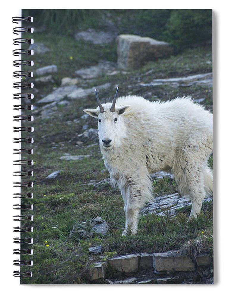 Goat Spiral Notebook featuring the photograph Mountain Goat by Louise Magno