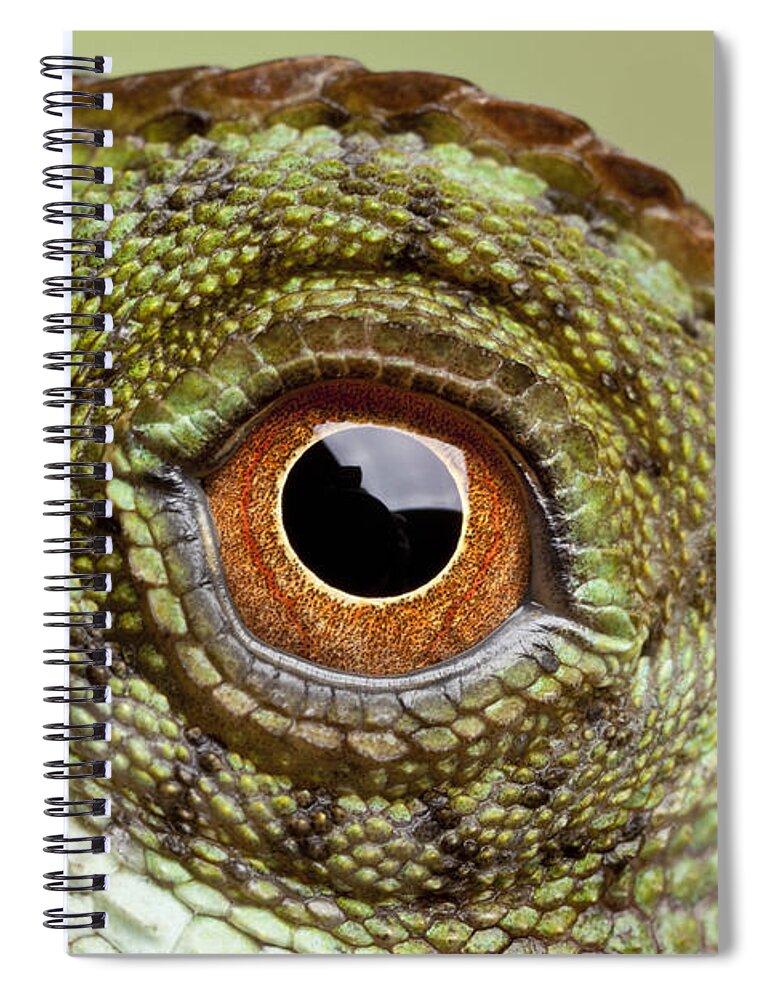 Mountain Horned Lizard Spiral Notebook featuring the photograph Mountain Horned Lizard by Chris Mattison/FLPA