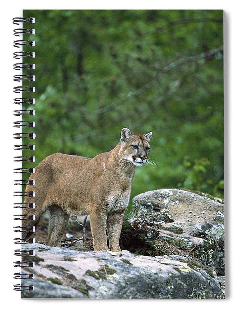 00197766 Spiral Notebook featuring the photograph Mountain Lion by Konrad Wothe