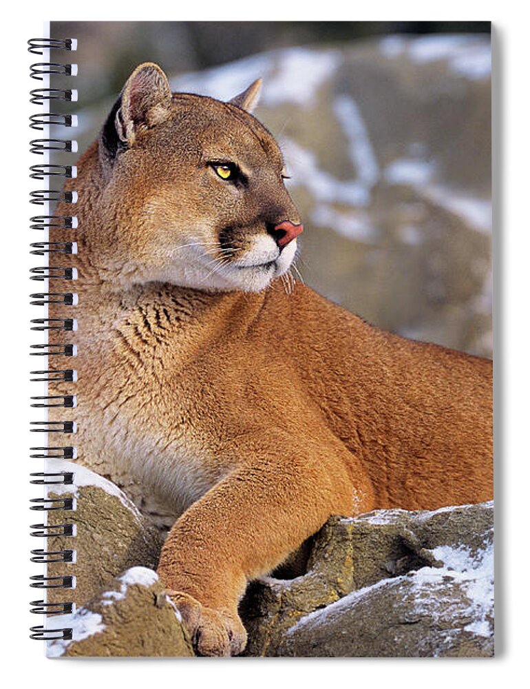 North America Spiral Notebook featuring the photograph Mountain Lion on Snow-covered Rock Outcrop by Dave Welling