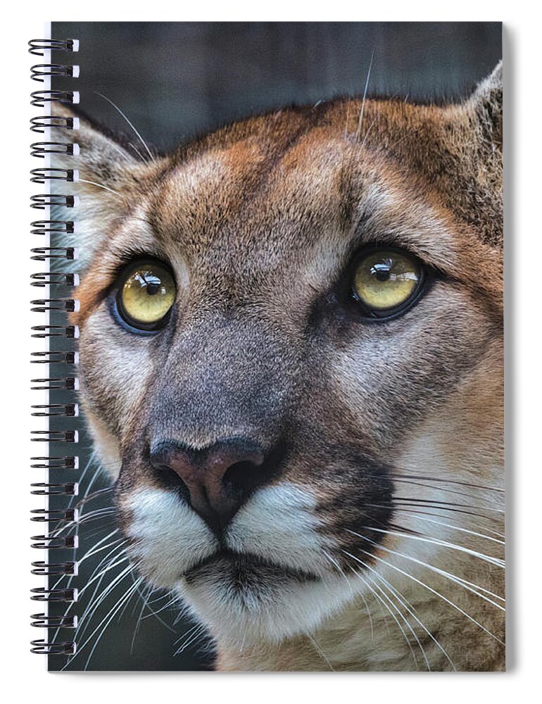 Mountain Lion Portrait Spiral Notebook featuring the photograph Mountain Lion Portrait by Mitch Shindelbower