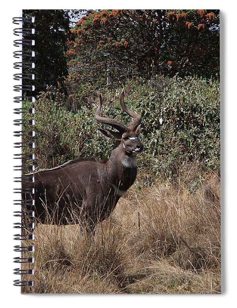 Nyala Spiral Notebook featuring the photograph Mountain Nyala by Aidan Moran
