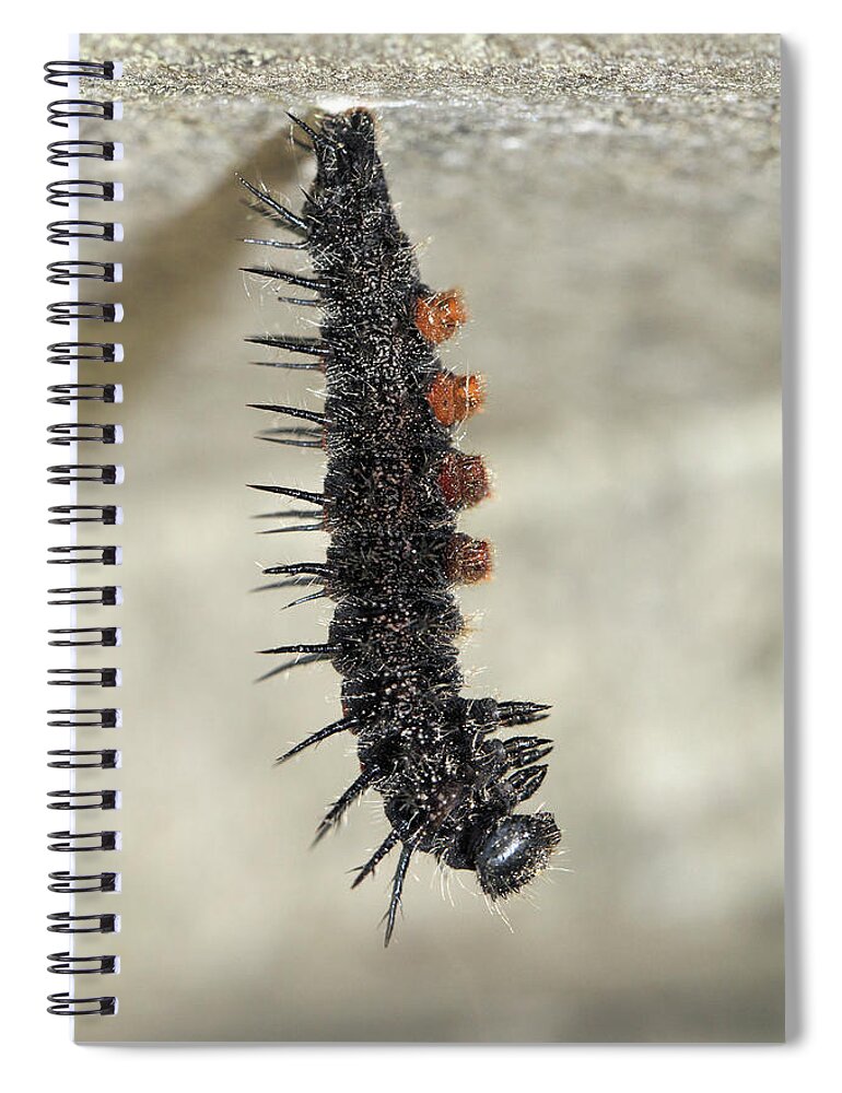 Mourning Cloak Spiral Notebook featuring the photograph Mourning Cloak caterpillar by Doris Potter