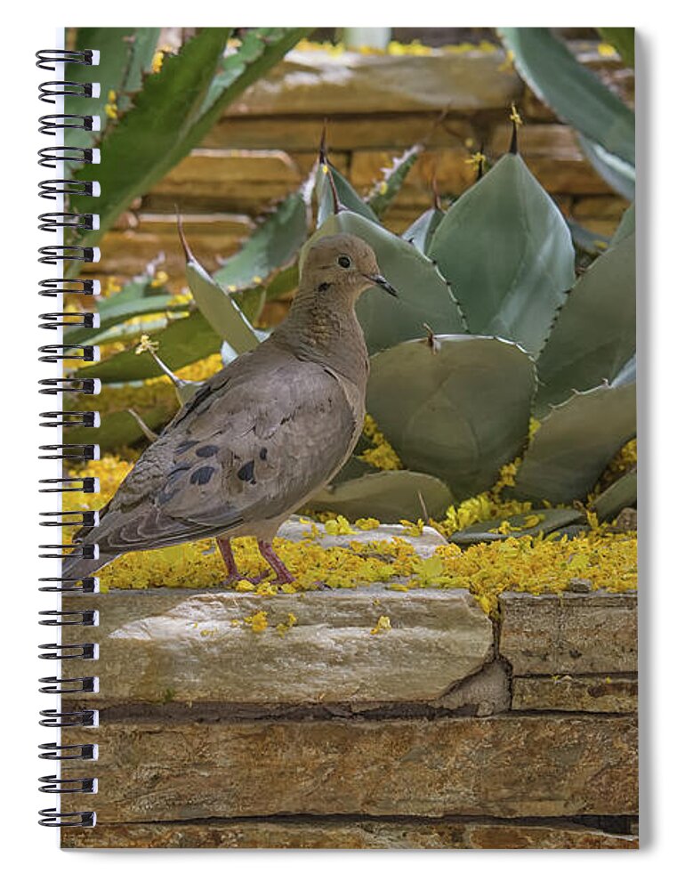 Mourning Spiral Notebook featuring the photograph Mourning Dove 5875-041118-1 by Tam Ryan