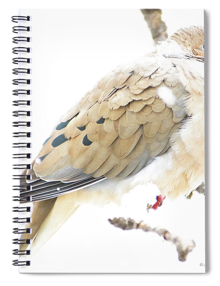 Mourning Dove Spiral Notebook featuring the photograph Mourning Dove, Snowy Morning by A Macarthur Gurmankin