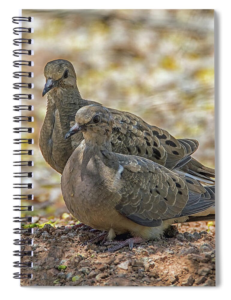 Mourning Spiral Notebook featuring the photograph Mourning Doves 6963-042318-1cr by Tam Ryan