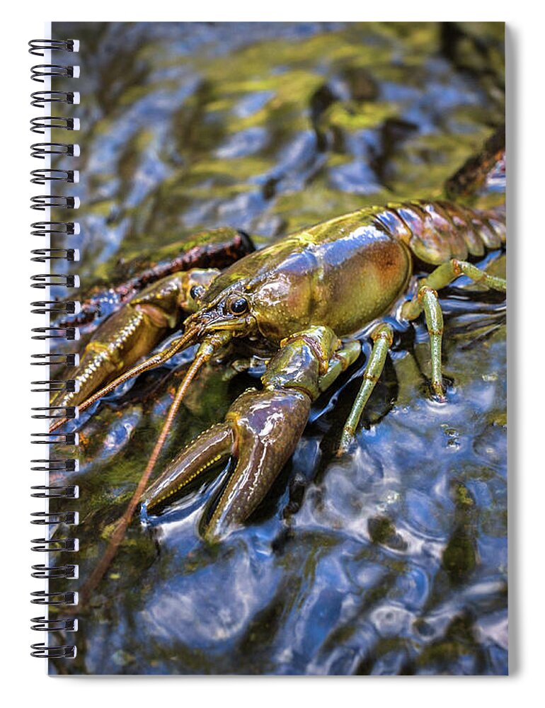 Bill Pevlor Spiral Notebook featuring the photograph Mr Personality by Bill Pevlor