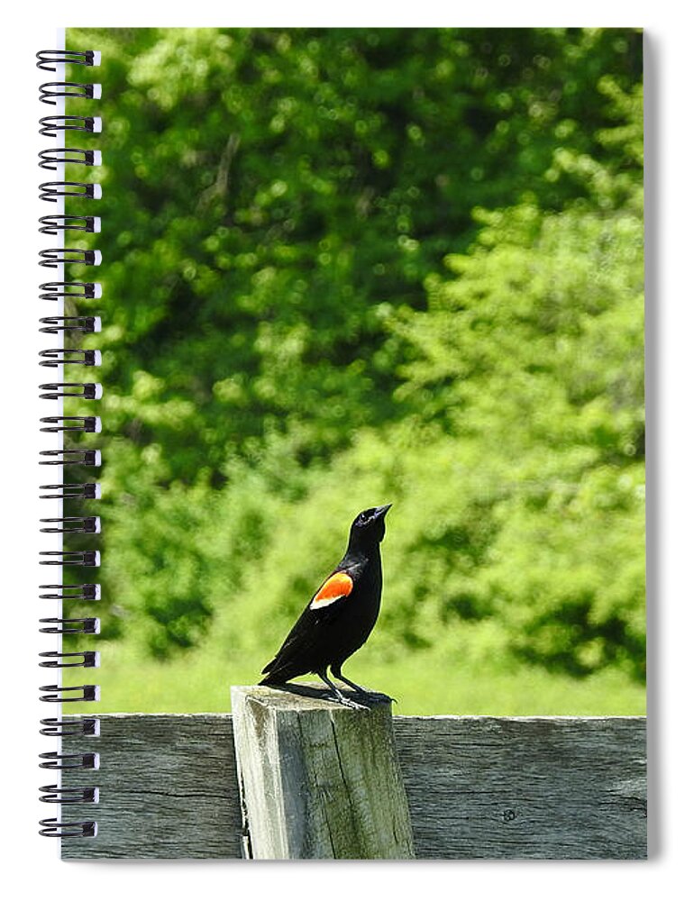Mr. Proud Spiral Notebook featuring the photograph Mr. Proud by Dark Whimsy