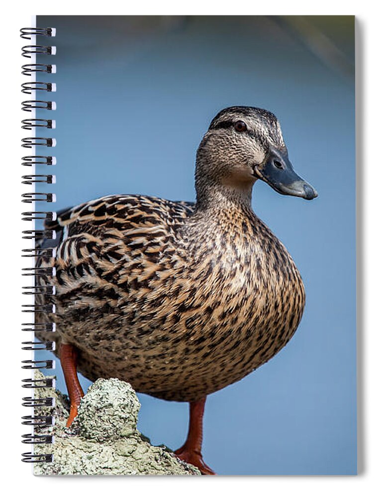 Duck Spiral Notebook featuring the photograph Mrs. Mallard by Cathy Kovarik