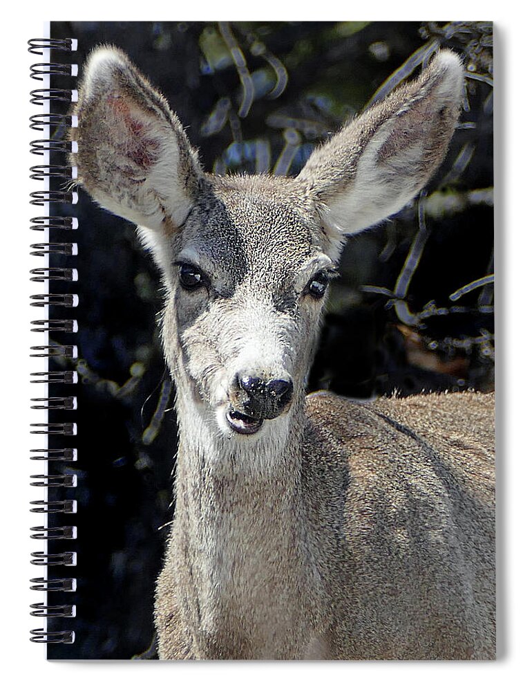 Mule Deer Spiral Notebook featuring the photograph Mule Deer 4 by JustJeffAz Photography