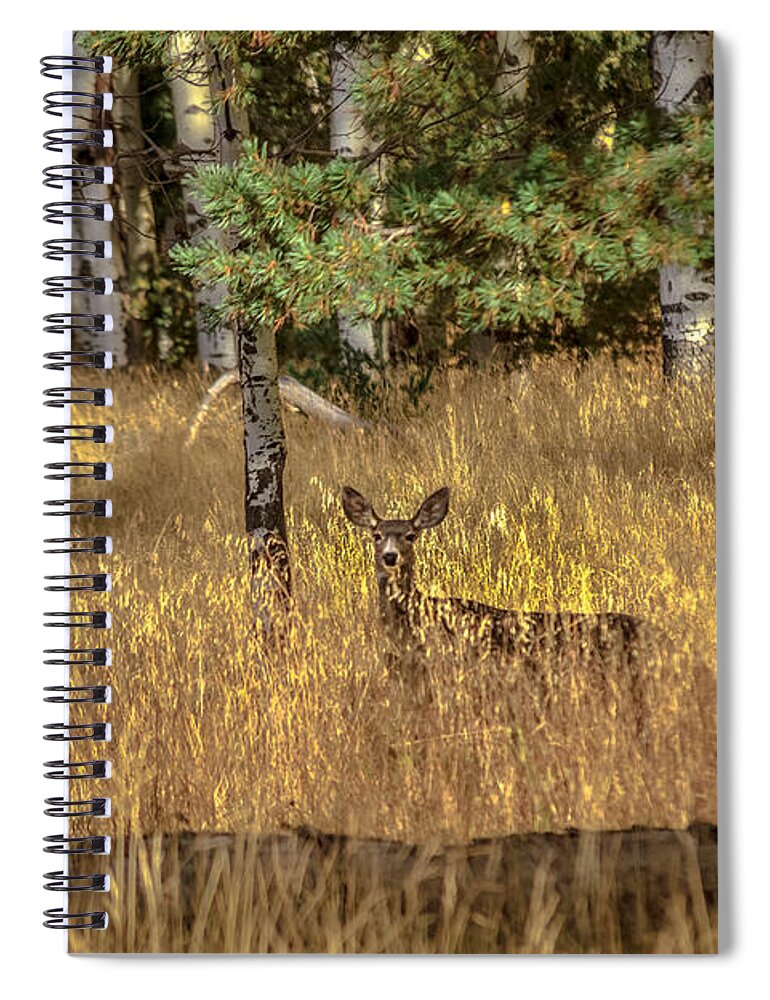 Animal Nature Spiral Notebook featuring the photograph Mule Deer In The Aspens by Robert Bales