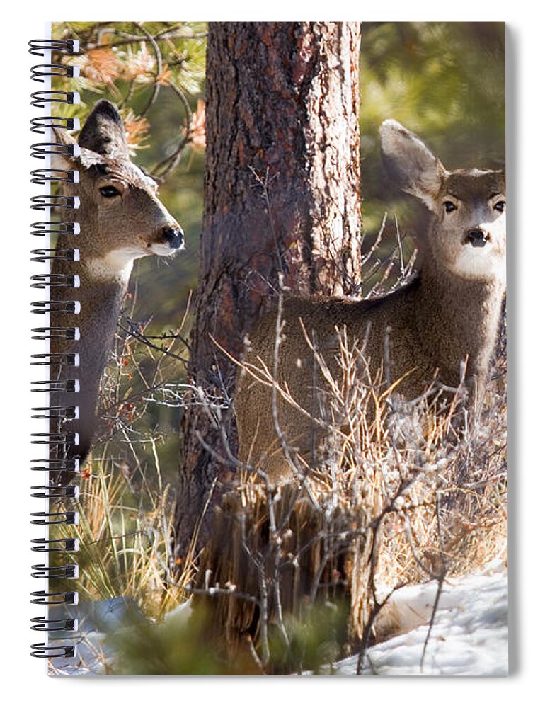 Deer Spiral Notebook featuring the photograph Mule Deer in the Pike National Forest in Winter by Steven Krull