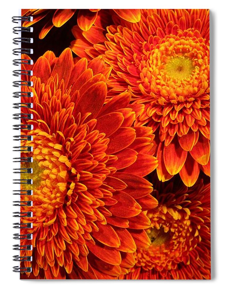 Flower Spiral Notebook featuring the photograph Mums in flames by Rosita Larsson