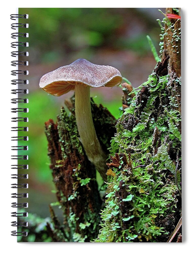 Mushroom Spiral Notebook featuring the photograph Mushroom by Juergen Roth