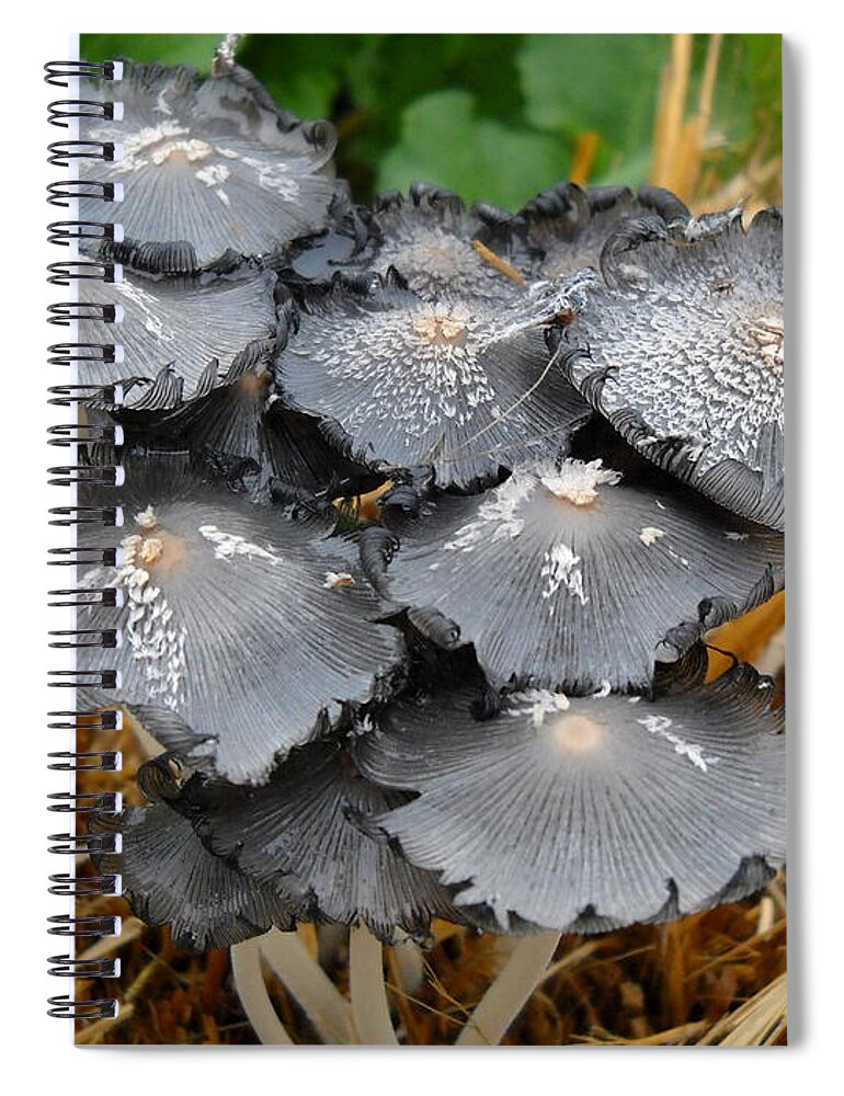 Mushrooms Spiral Notebook featuring the photograph Mushrooms on the Straw by Kent Lorentzen