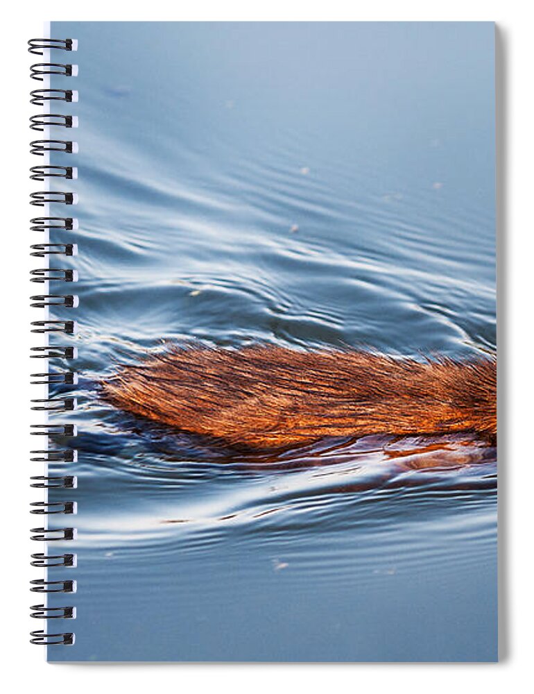 Heron Heaven Spiral Notebook featuring the photograph Muskrat Speed Swiming by Ed Peterson