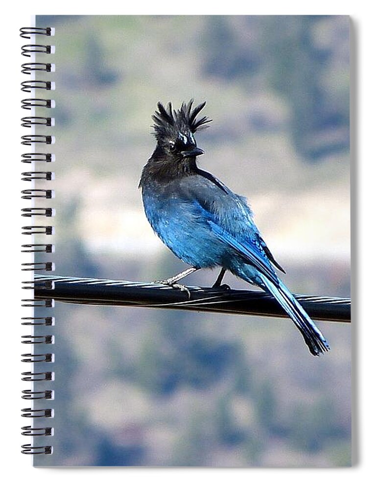 Steller's Jay Spiral Notebook featuring the photograph My Hairdo Malfunctioned by Will Borden