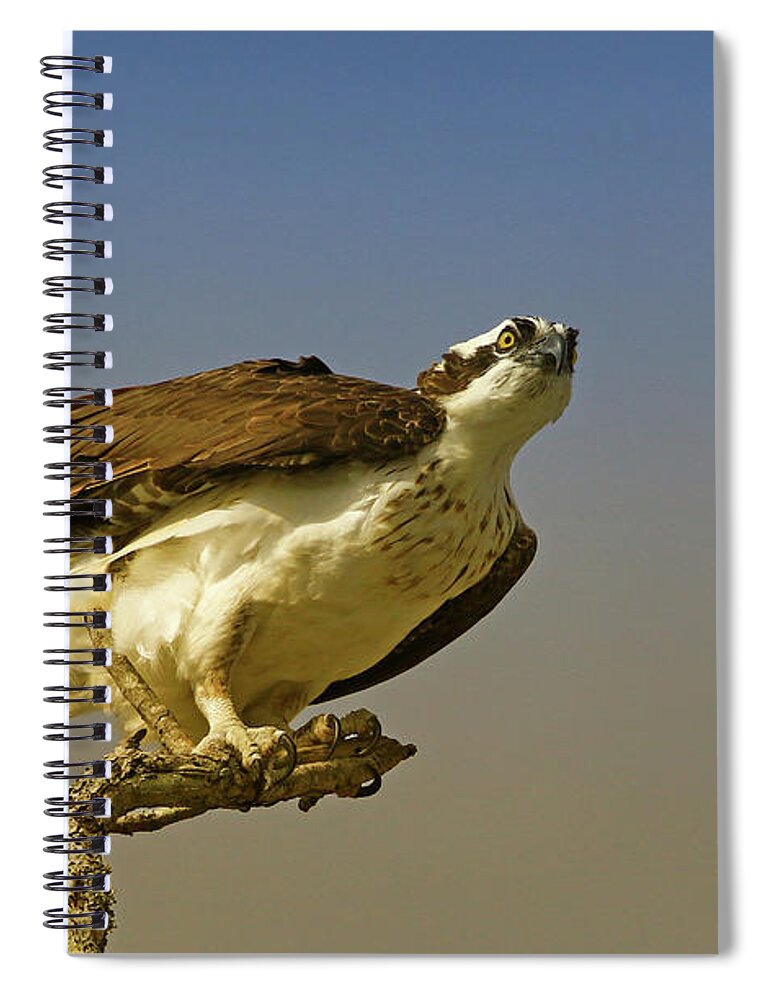 Osprey Spiral Notebook featuring the photograph My Pose For You by Deborah Benoit