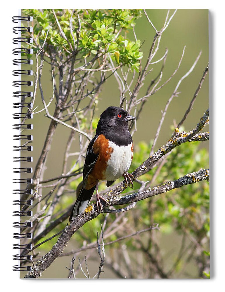 Mark Miller Photos Spiral Notebook featuring the photograph Spotted Towhee by Mark Miller
