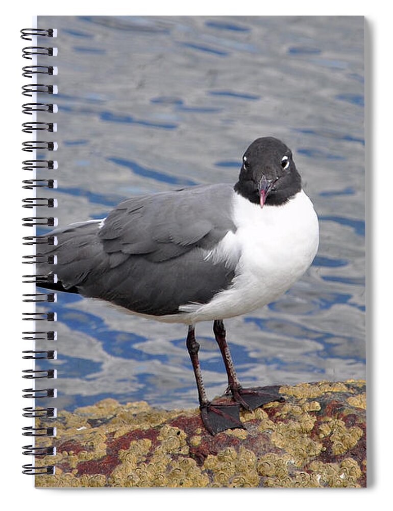 Bird Spiral Notebook featuring the photograph Bird by Glenn Gordon