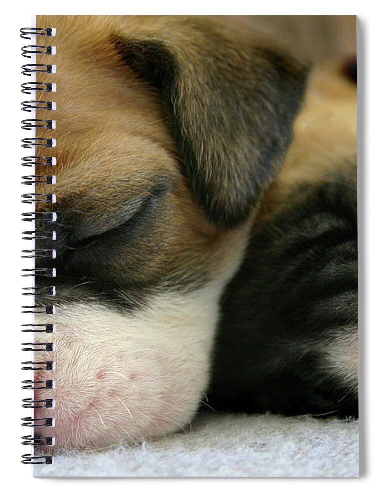 Dog Spiral Notebook featuring the photograph Nap Time by Bob Cournoyer