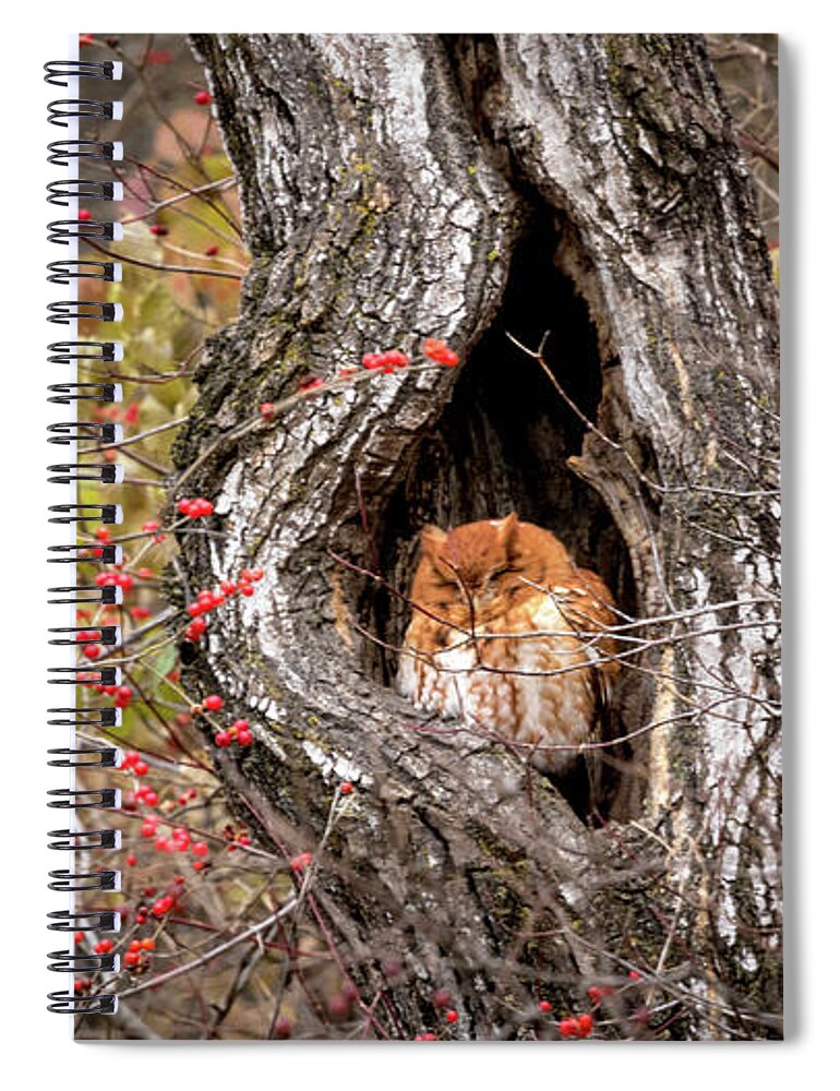 Owl Spiral Notebook featuring the photograph Nap Time by Holly Ross