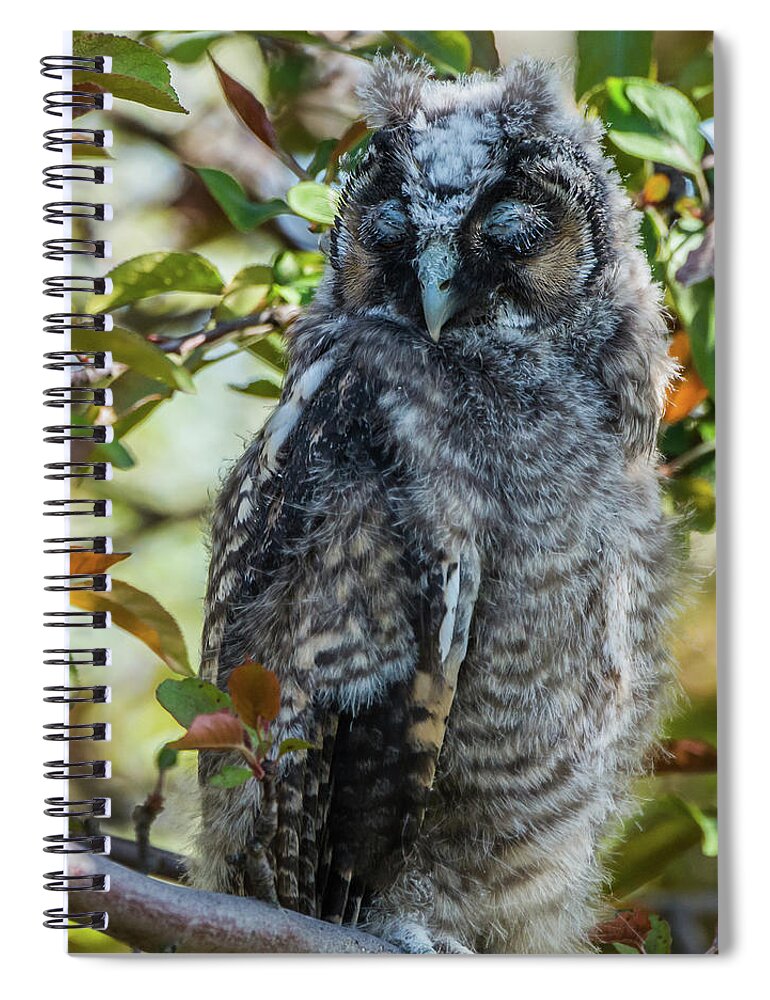 Long-eared Owl Spiral Notebook featuring the photograph Napping Long-Eared Owlet by Yeates Photography
