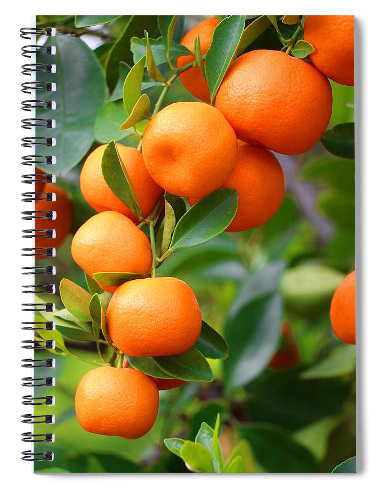 Mandarin Orange Spiral Notebook featuring the photograph Naranjita by Iryna Goodall