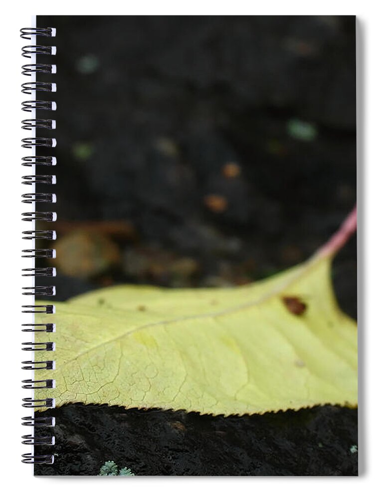 Tree Spiral Notebook featuring the photograph Natural Wonder by Juergen Roth