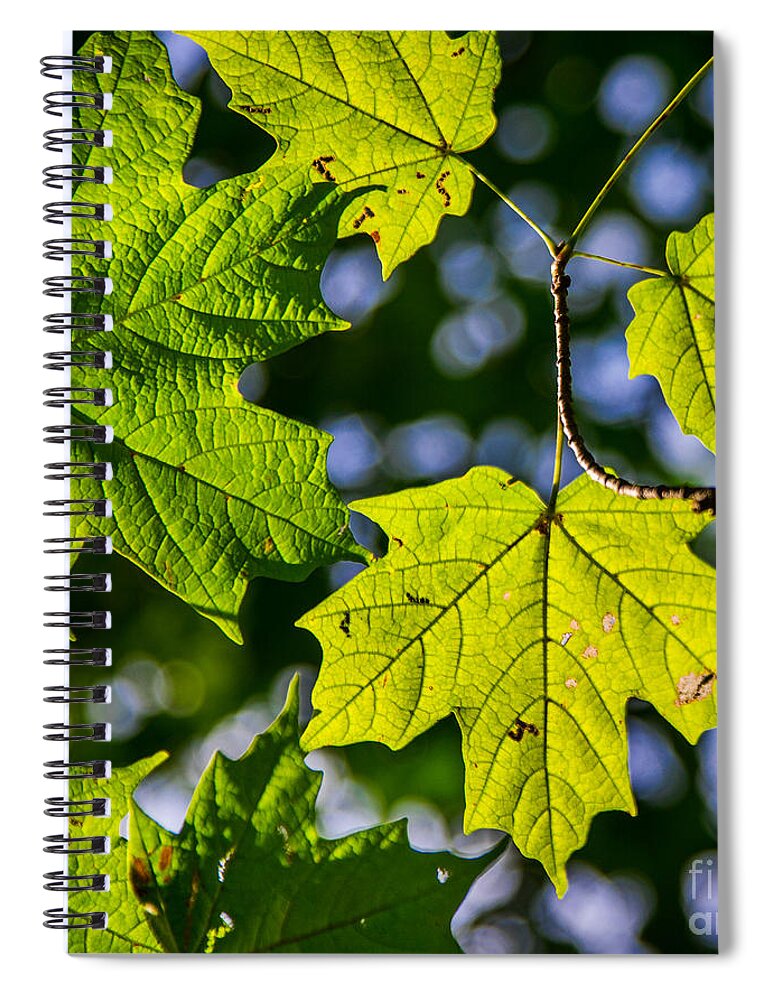 Fall Spiral Notebook featuring the photograph Natures Going Green Design by Michael Arend