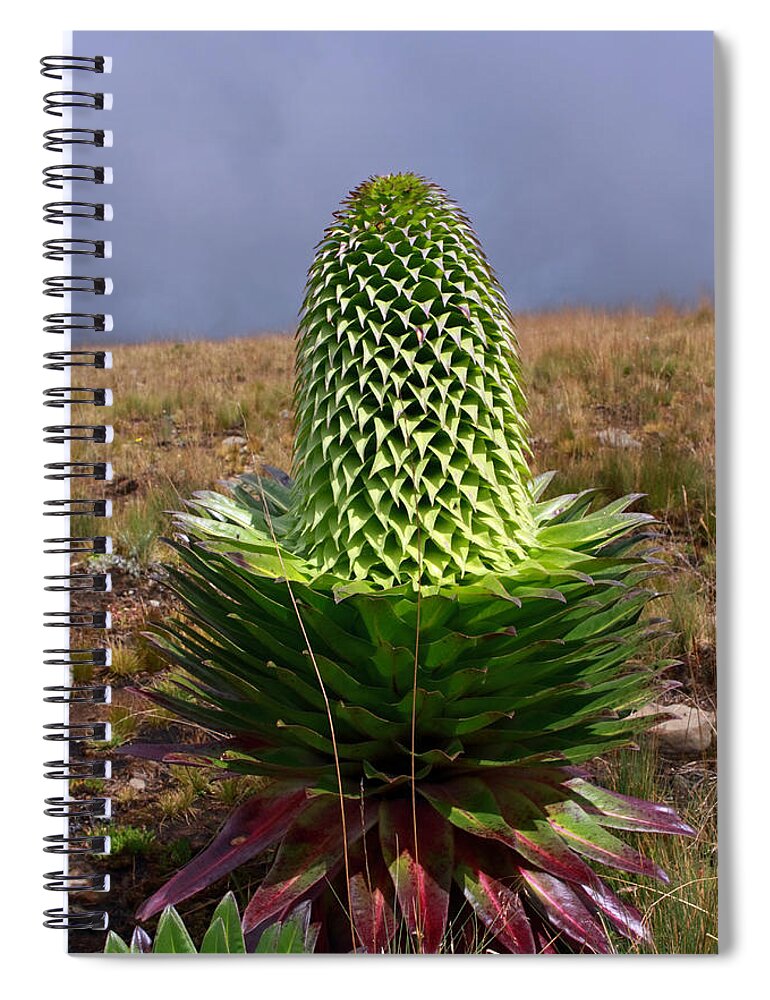 Plant Spiral Notebook featuring the photograph Natures Perfection by Aidan Moran