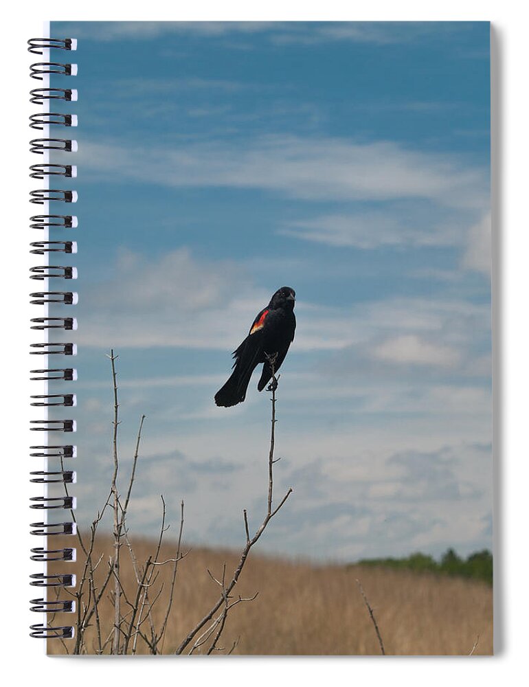 Nebraska Spiral Notebook featuring the photograph Nebraska Red-Winged Black Bird by Joshua House