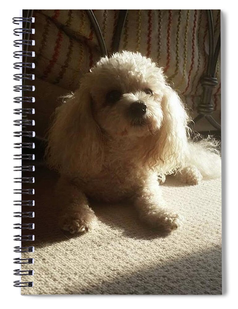 Dog Spiral Notebook featuring the photograph Sun On Snow by Rowena Tutty