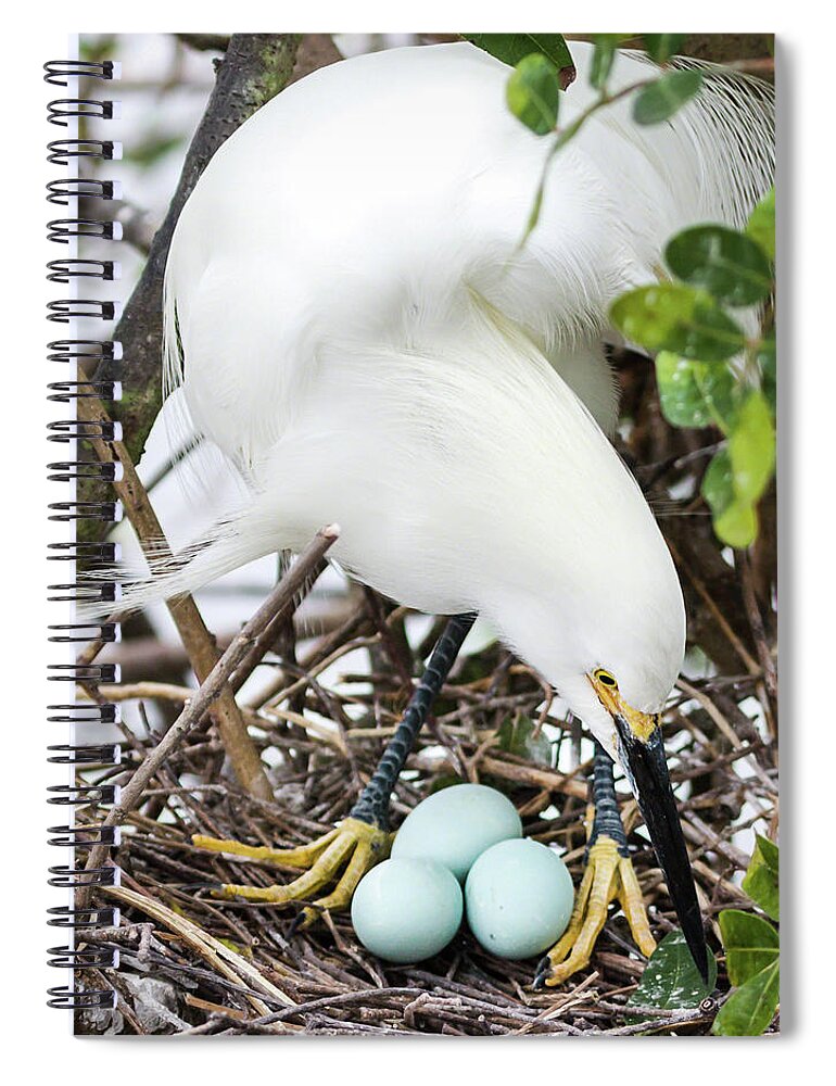 Adult Spiral Notebook featuring the photograph Nesting Snowy Egret by Dawn Currie