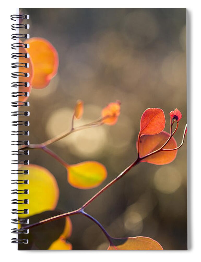 Leaf Spiral Notebook featuring the photograph New Leaves 2 by Linda Lees