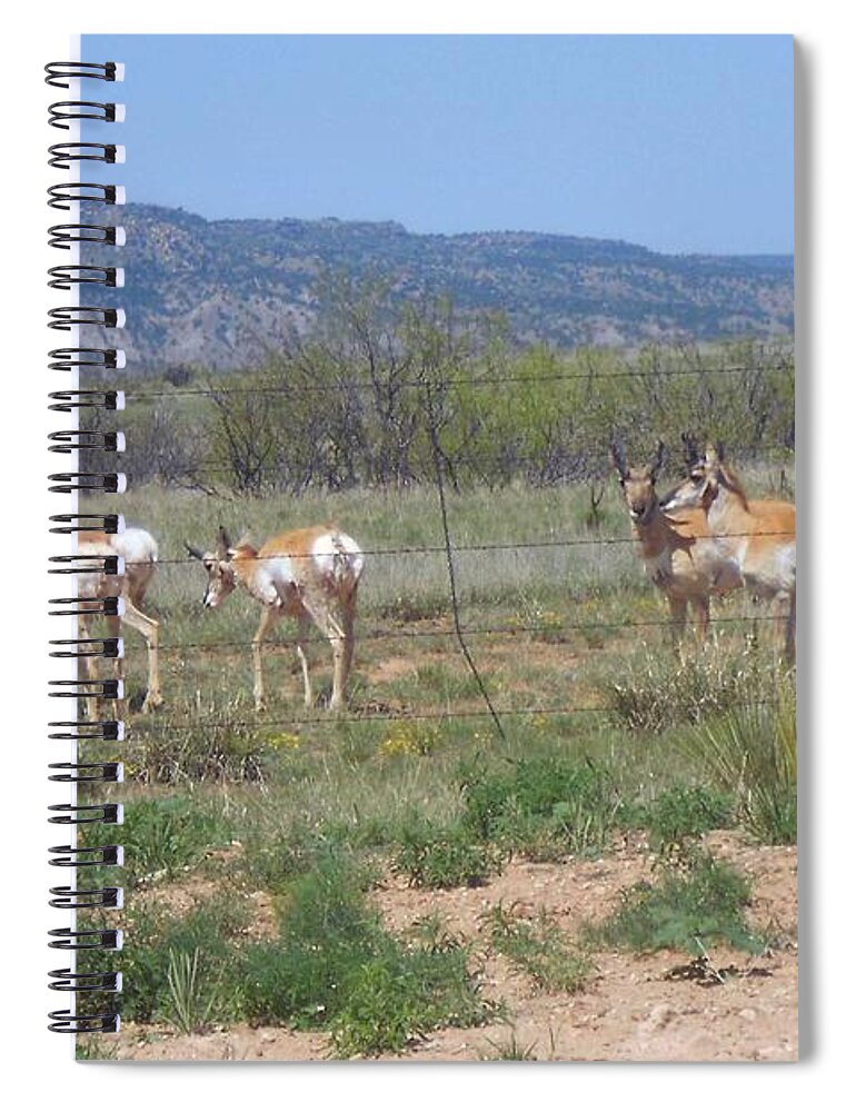 Antelope Spiral Notebook featuring the photograph New Mexico Antelope 1 by Sheri Keith