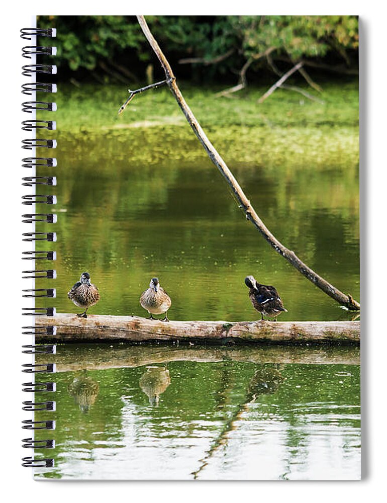 Heron Heaven Spiral Notebook featuring the photograph New Wood Ducks On A Log by Ed Peterson