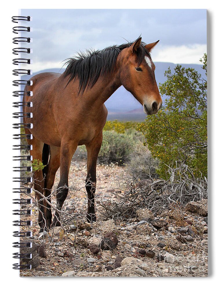 Mustang Spiral Notebook featuring the photograph Nopah Mountains Wild Horse by Adam Jewell