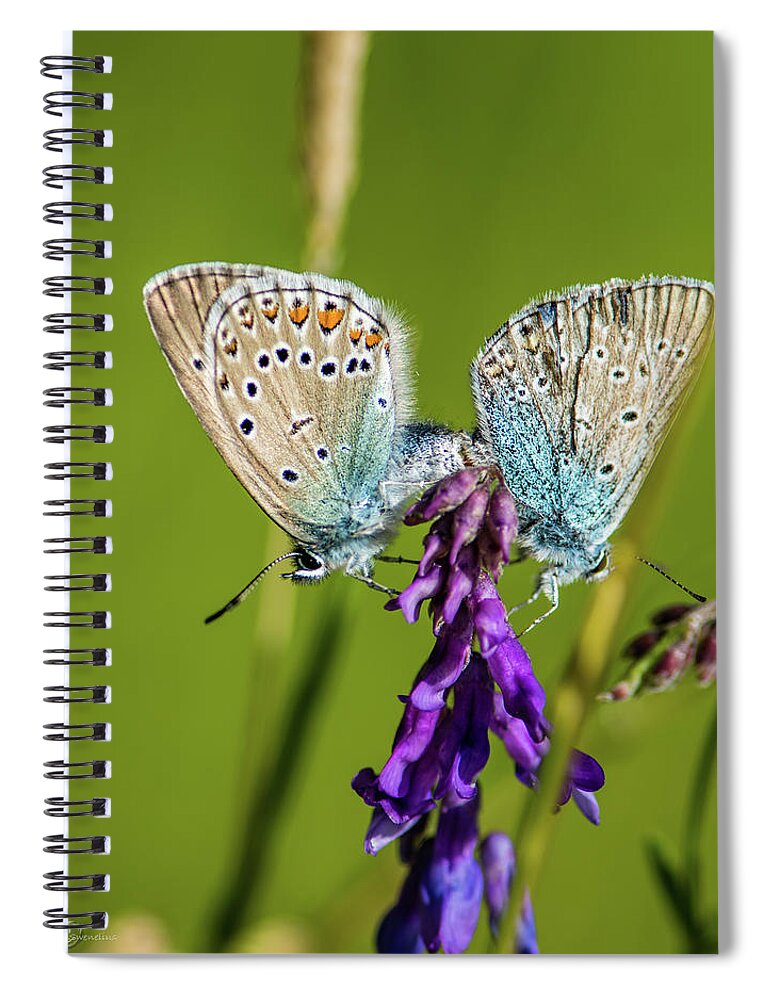 Northern Blue Spiral Notebook featuring the photograph Northern Blue's mating by Torbjorn Swenelius