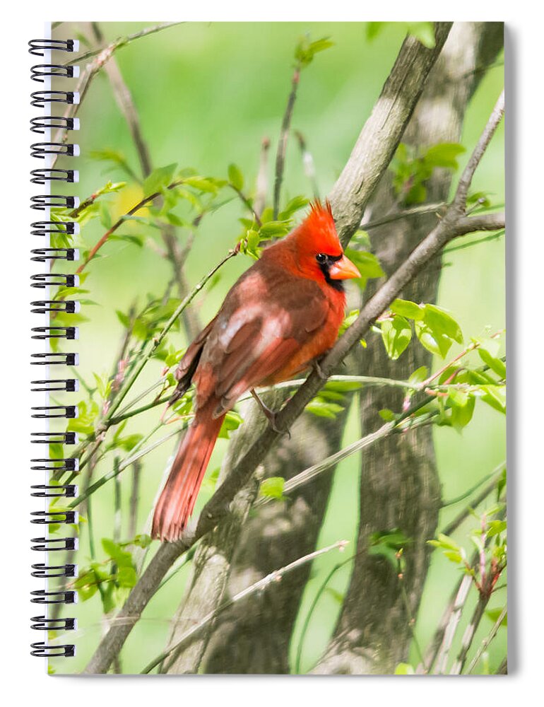 Northern Cardinal Spiral Notebook featuring the photograph Northern Cardinal   by Holden The Moment