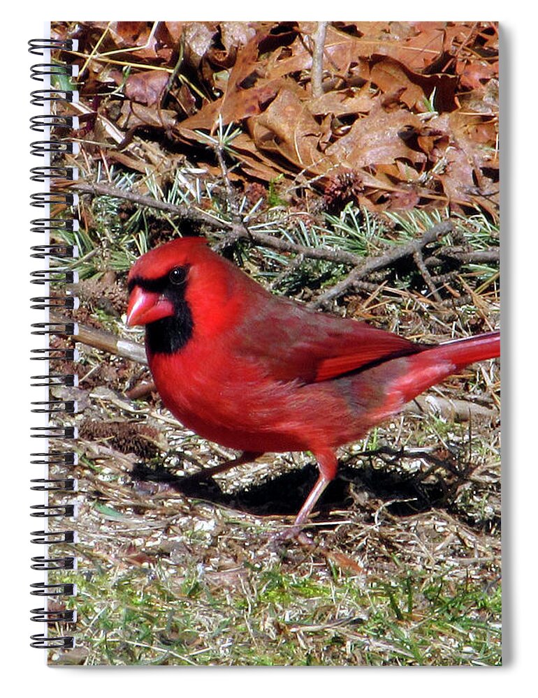 Cardinal Spiral Notebook featuring the photograph Northern Cardinal by CAC Graphics